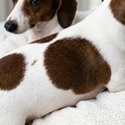Piebald