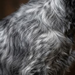 Roan (Schimmel)