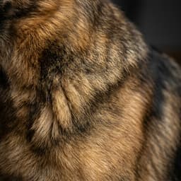 Sable (Wildfarbig)